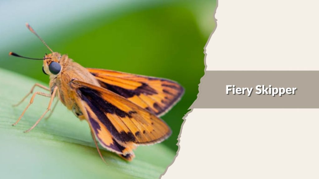  Fiery Skipper