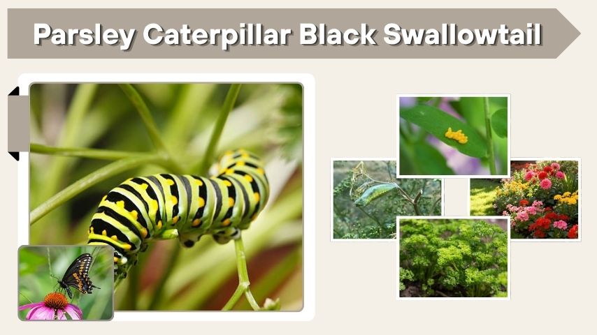 Parsley Caterpillar Black Swallowtail: What to Know