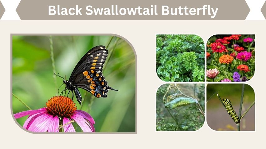 Black Swallowtail Butterfly: Life Cycle, Caterpillar, and Facts