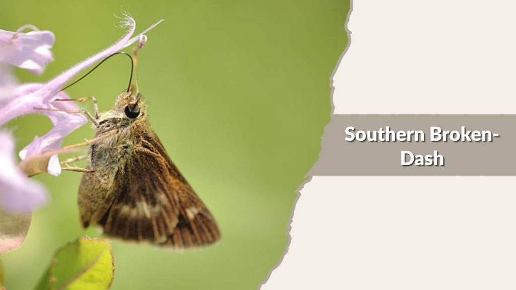 Southern Broken-Dash