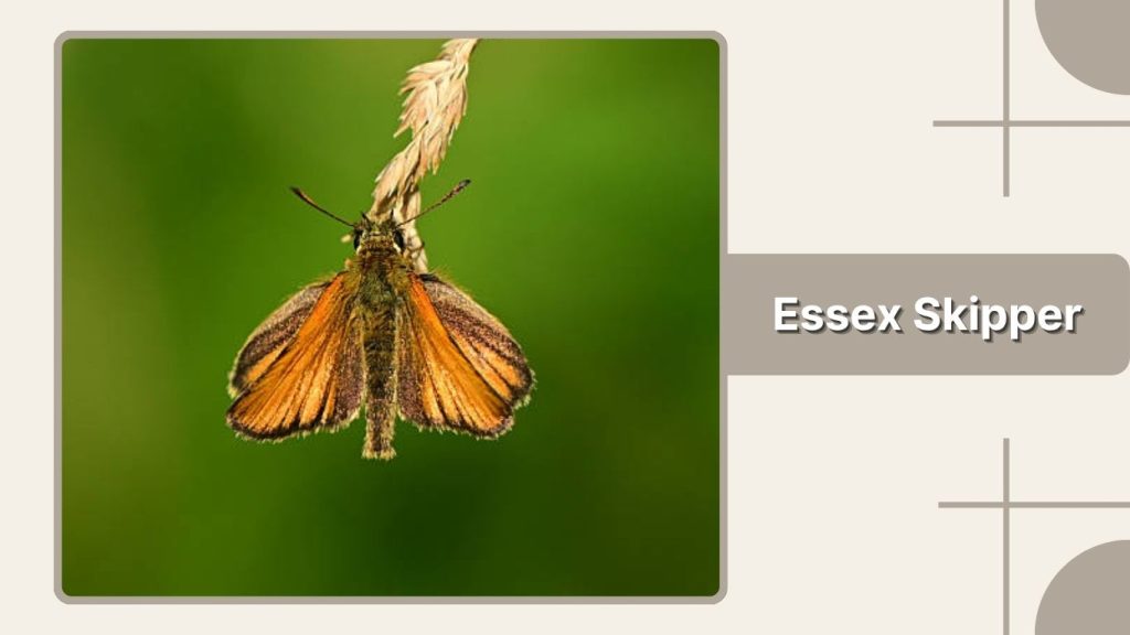  Essex Skipper