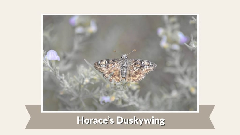Horace’s Duskywing