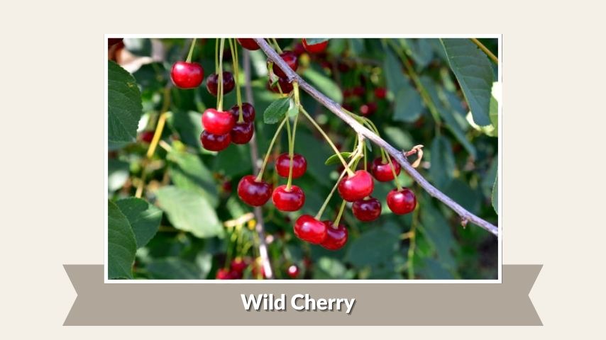 Wild Cherry
