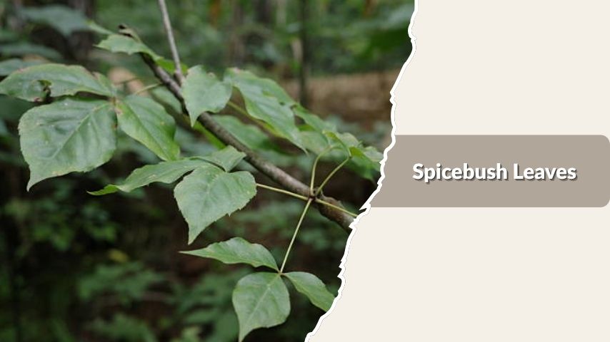Spicebush Leaves