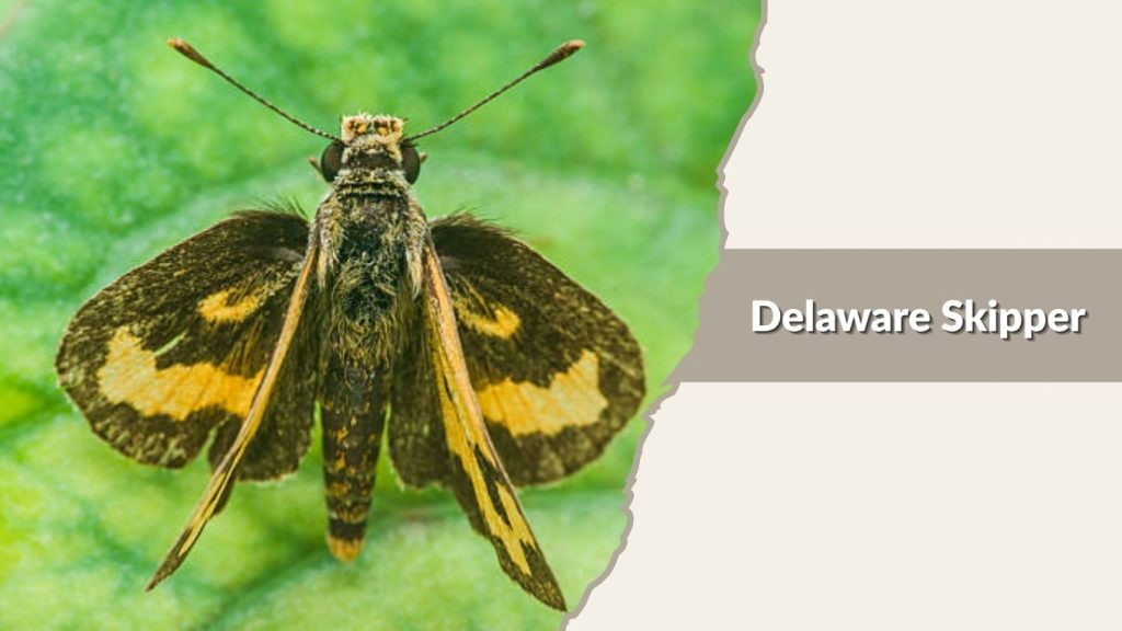  Delaware Skipper