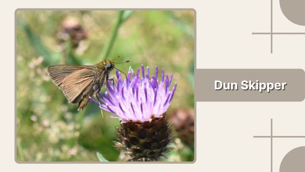 Dun Skipper