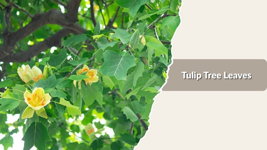 Tulip Tree Leaves