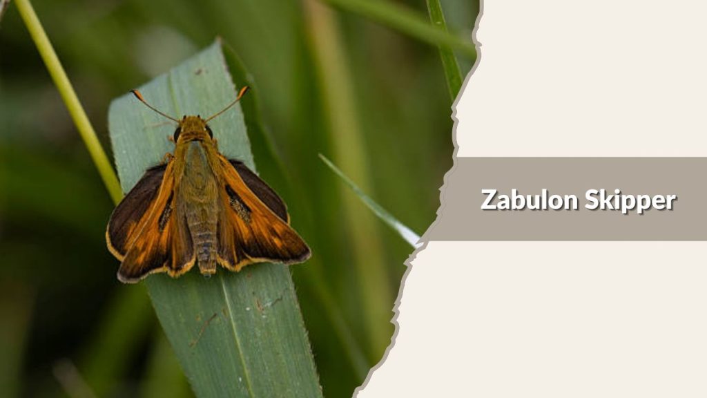  Zabulon Skipper