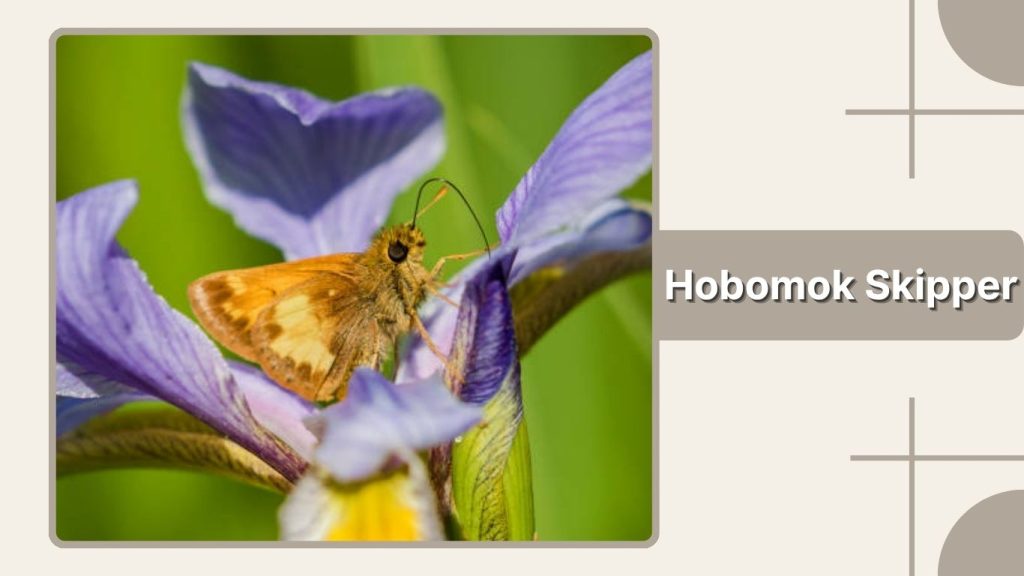 Hobomok Skipper