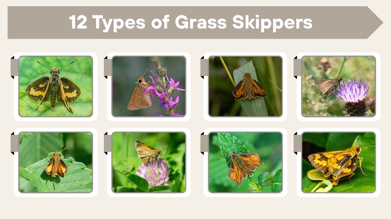 12 Types of Grass Skippers: Species Identification with Pictures