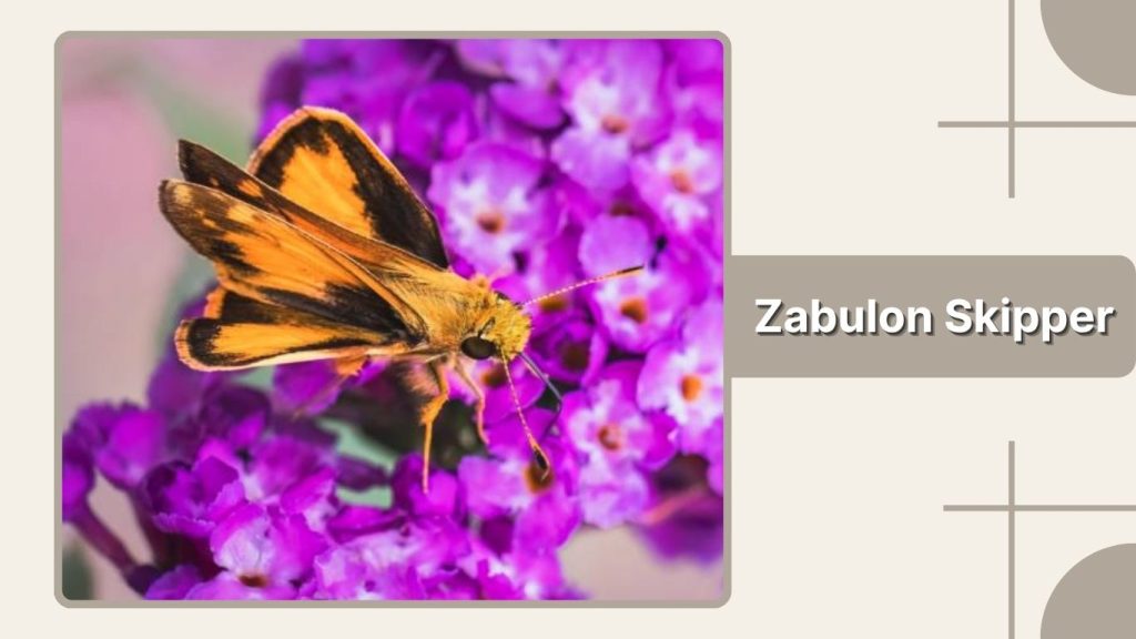Zabulon Skipper