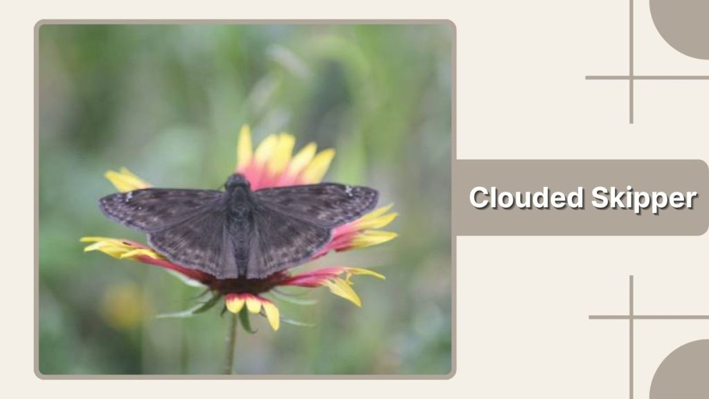 Clouded Skipper