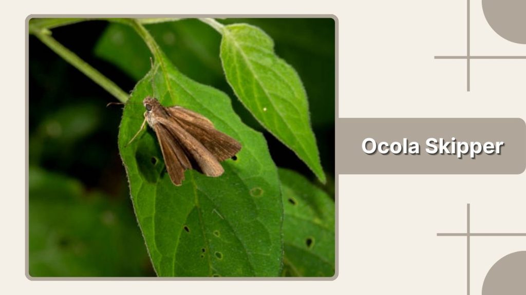 Ocola Skipper