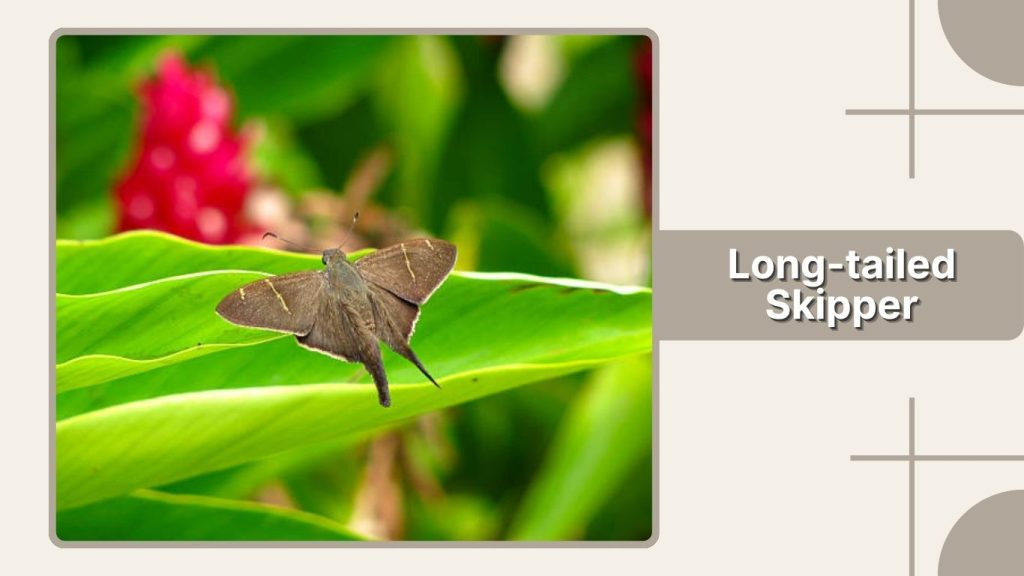 Long-tailed Skipper