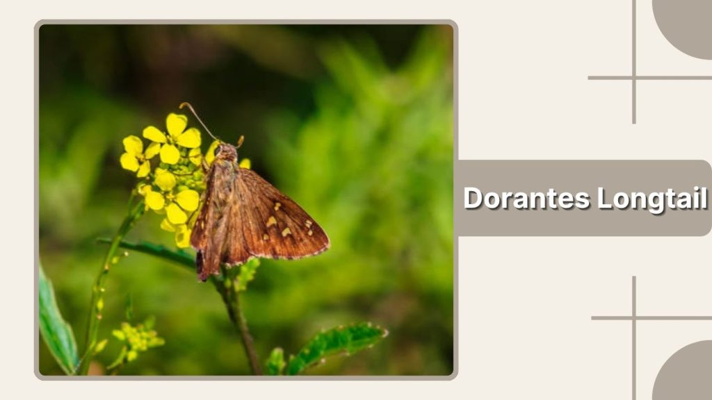 Dorantes Longtail