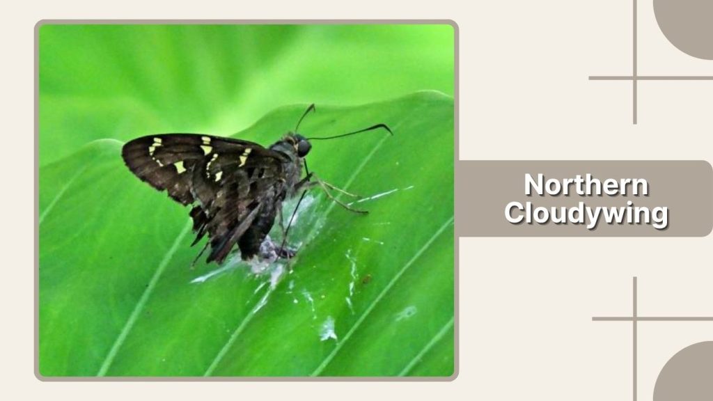 Northern Cloudywing