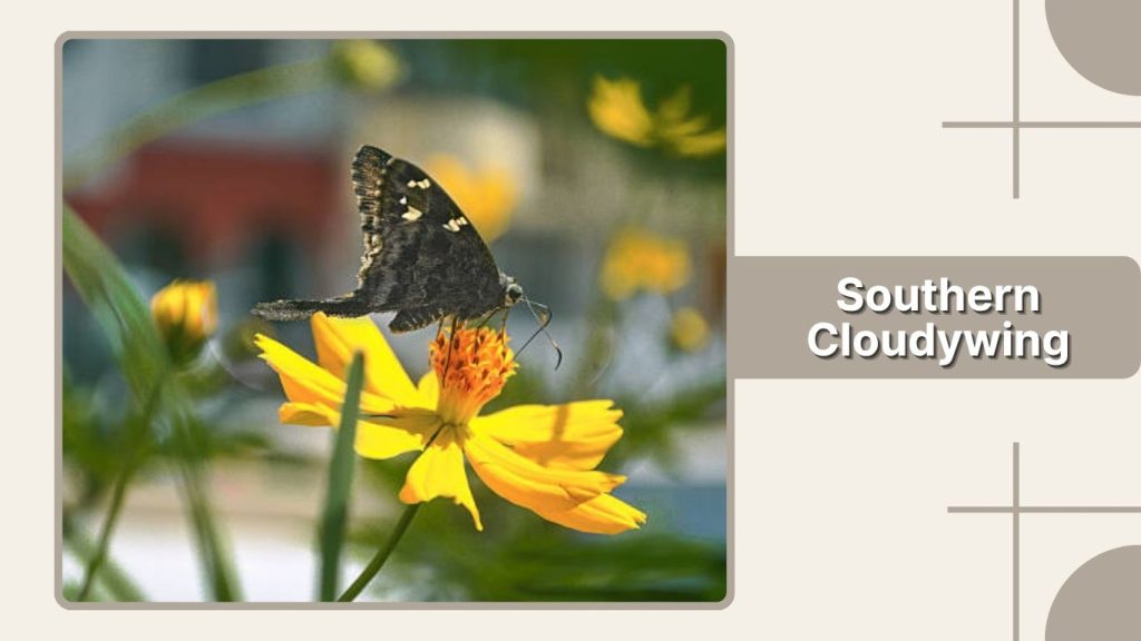 Southern Cloudywing