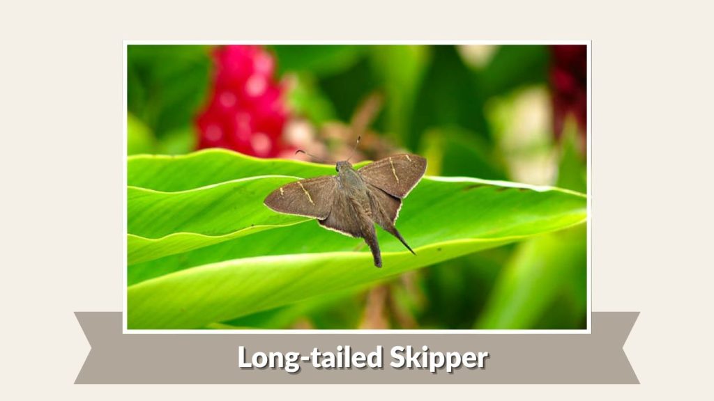Long-tailed Skipper