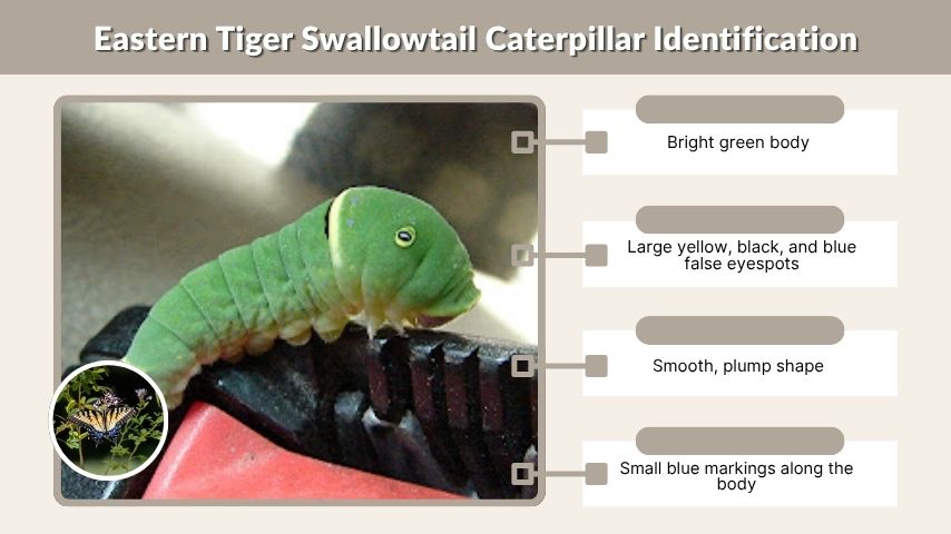 Eastern Tiger Swallowtail Caterpillar Identification