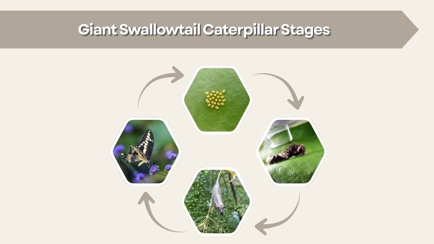 Giant Swallowtail Caterpillar Stages