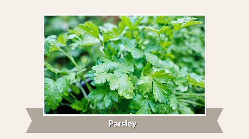 Parsley