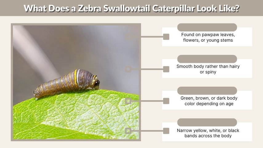 What Does a Zebra Swallowtail Caterpillar Look Like?