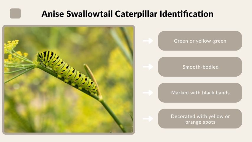 Anise Swallowtail Caterpillar Identification