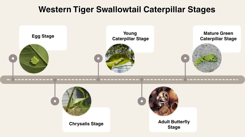 Western Tiger Swallowtail Caterpillar Stages