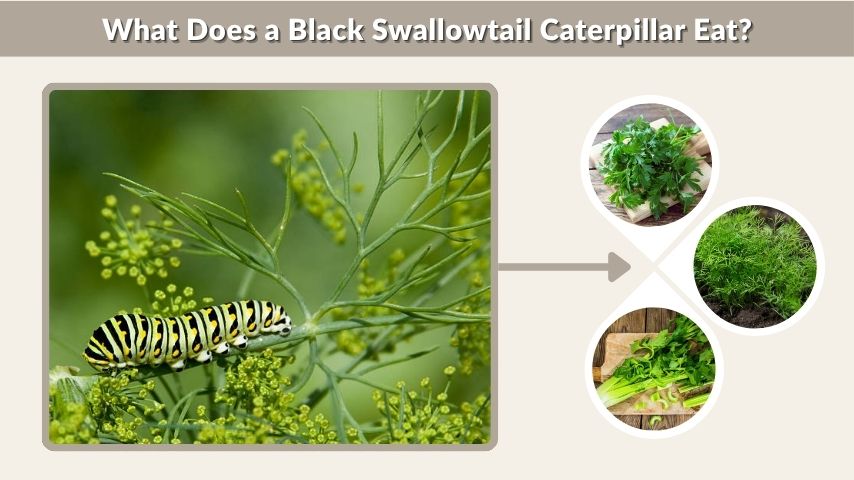 What Does a Black Swallowtail Caterpillar Eat?