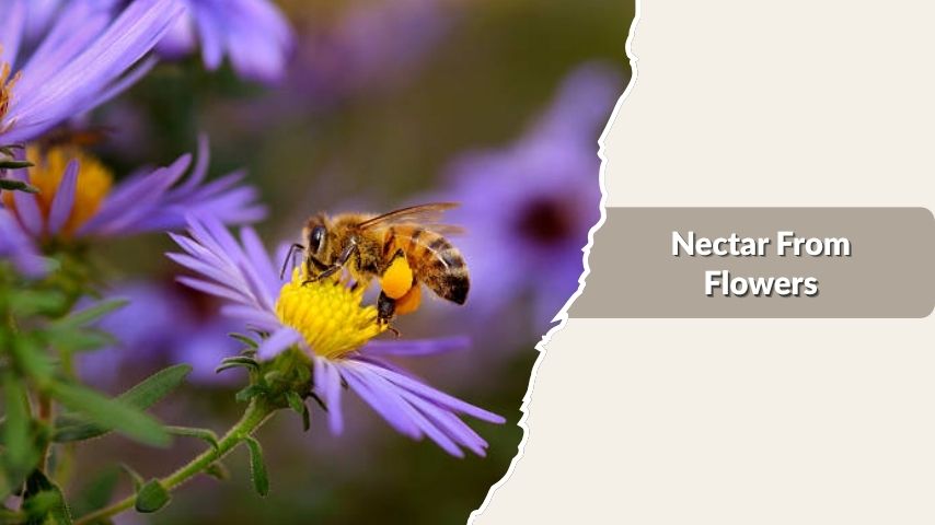 Nectar From Flowers
