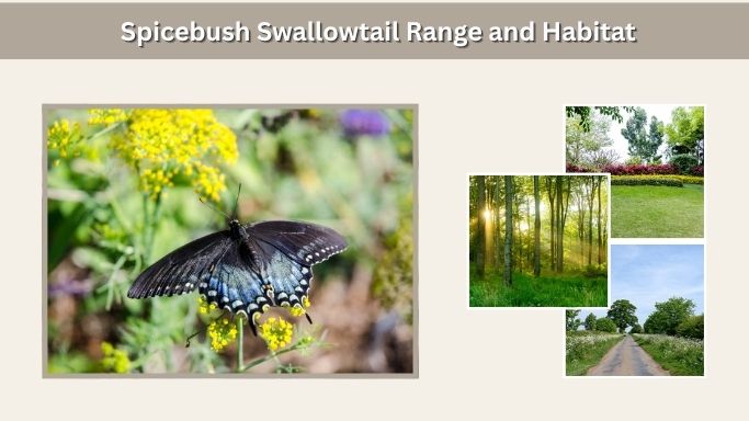 Spicebush Swallowtail Range and Habitat