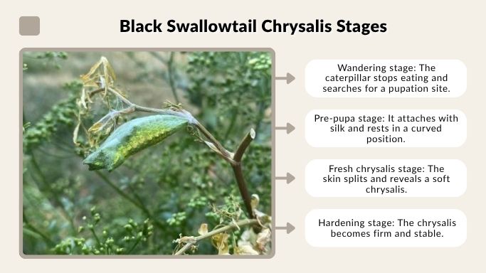 Black Swallowtail Chrysalis Stages