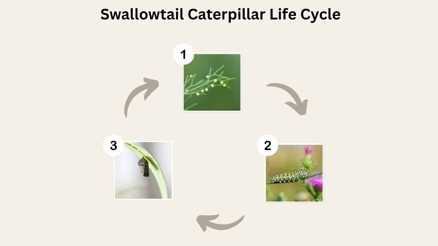 Swallowtail Caterpillar Life Cycle