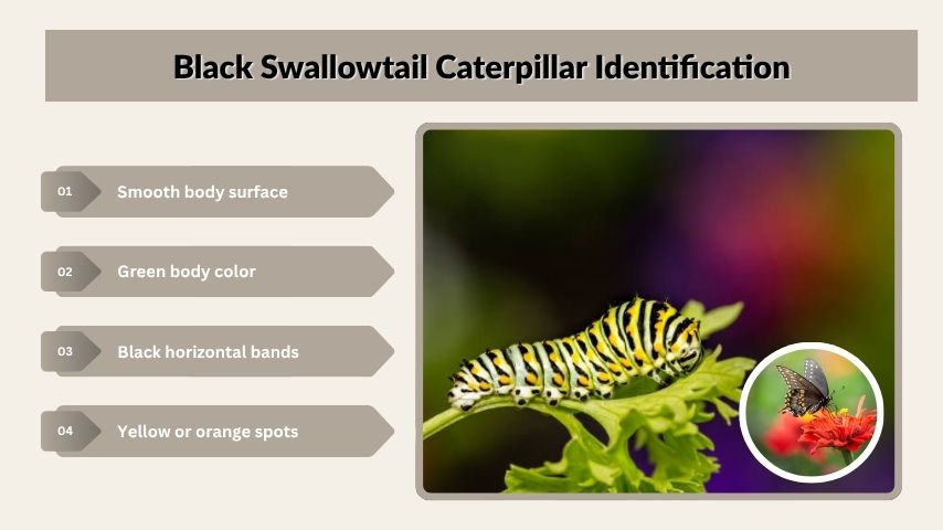 Black Swallowtail Caterpillar Identification