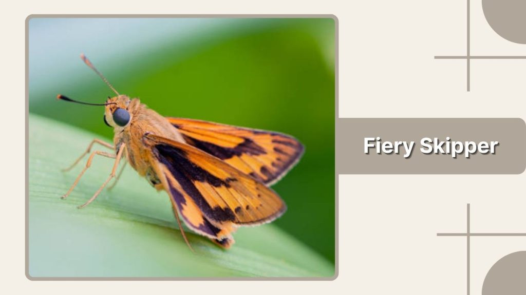  Fiery Skipper