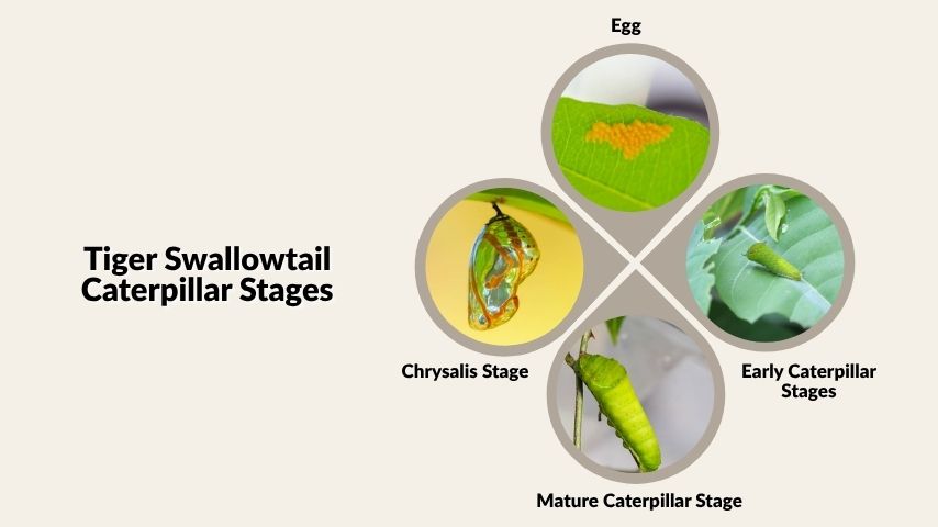 Tiger Swallowtail Caterpillar Stages