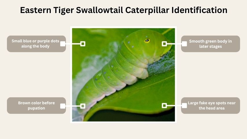 Eastern Tiger Swallowtail Caterpillar Identification