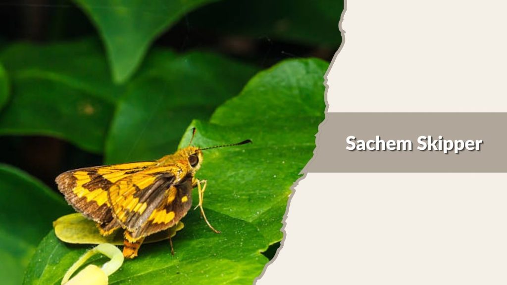Sachem Skipper