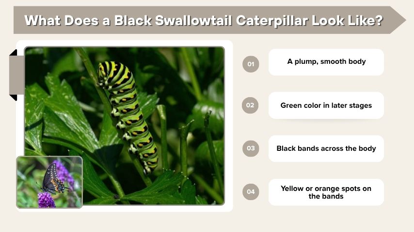 What Does a Black Swallowtail Caterpillar Look Like?