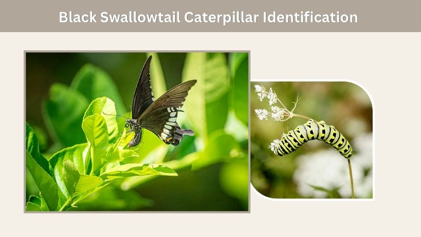 Black Swallowtail Caterpillar Identification