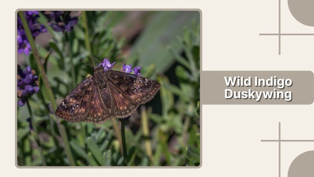  Wild Indigo Duskywing