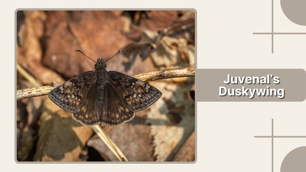 Juvenal’s Duskywing