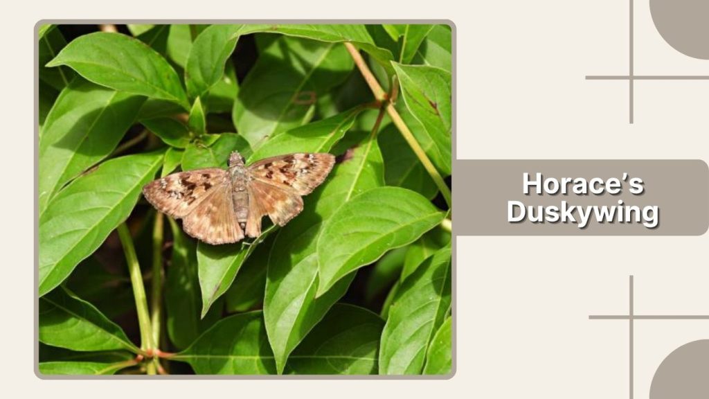 Horace’s Duskywing
