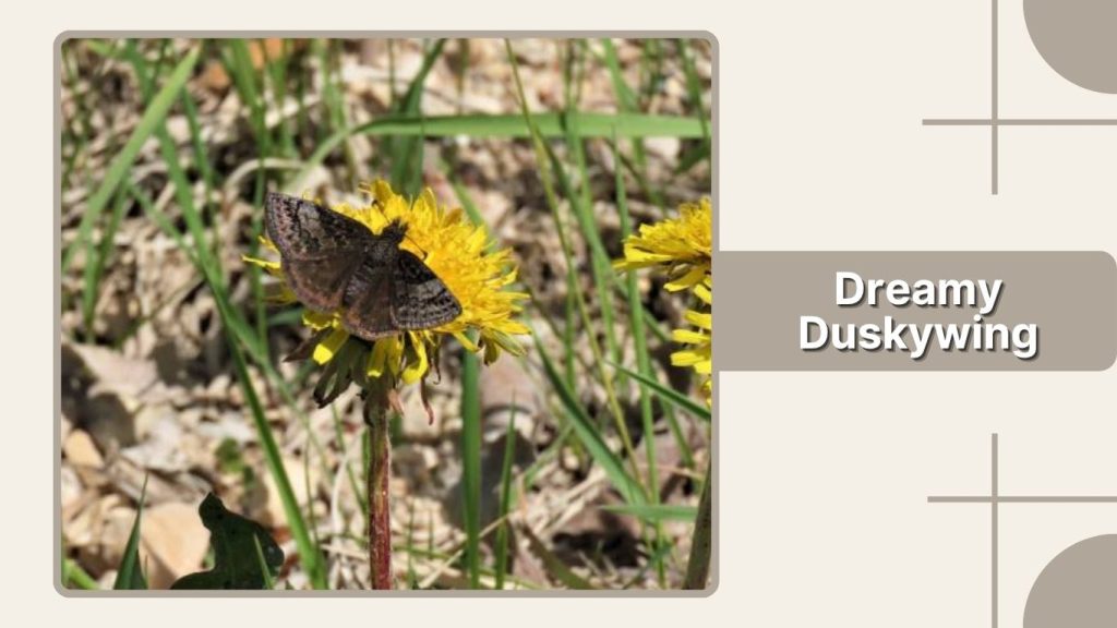 Dreamy Duskywing