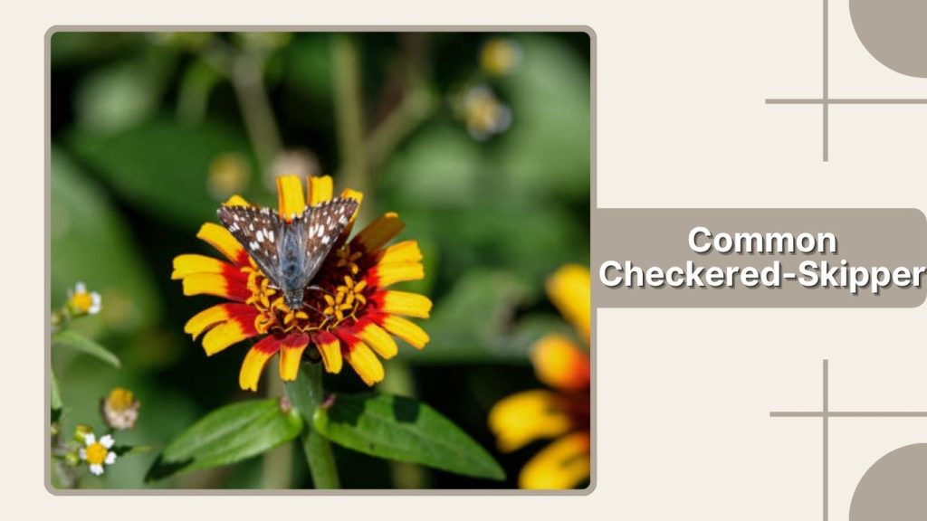 Common Checkered-Skipper