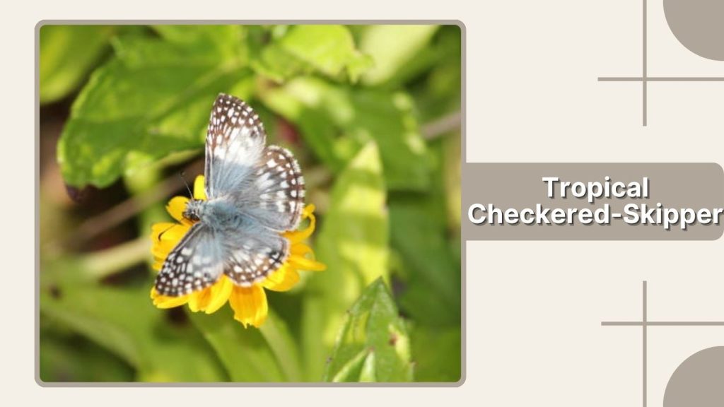 Tropical Checkered-Skipper