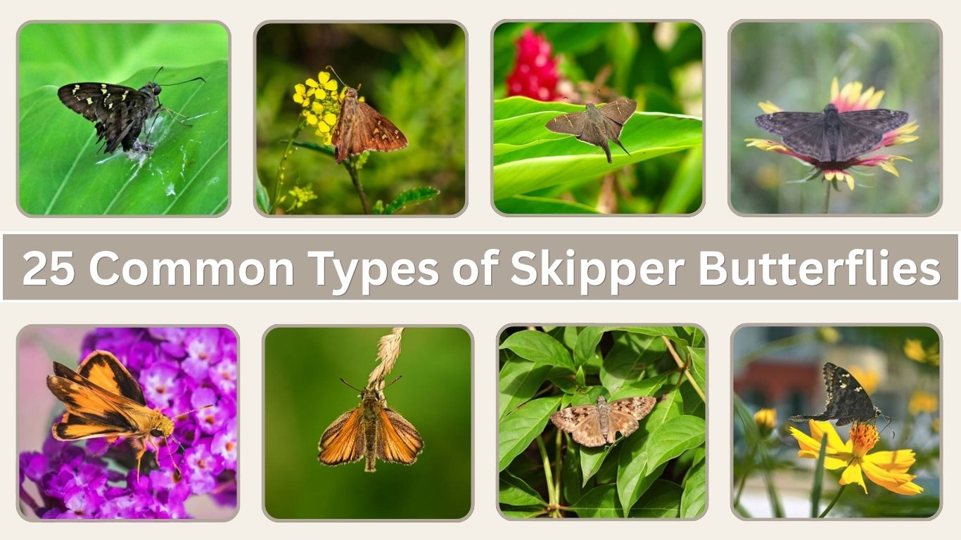 25 Common Types of Skipper Butterflies: Identification with Pictures