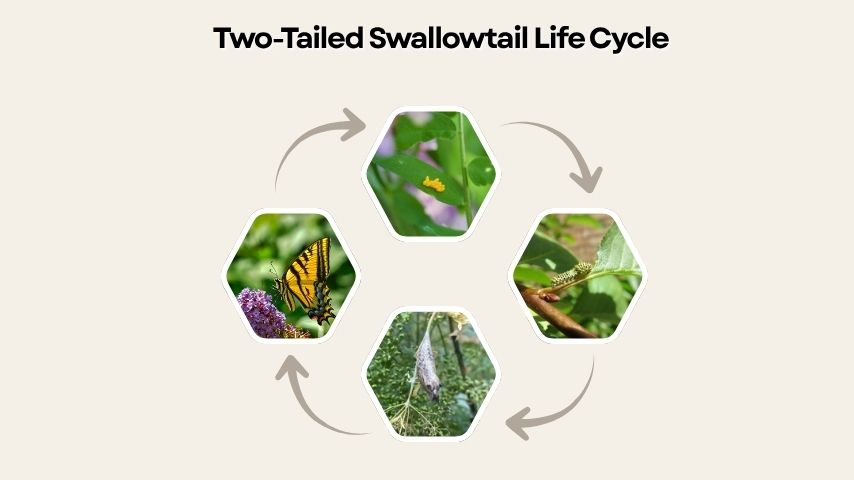 Two-Tailed Swallowtail Life Cycle