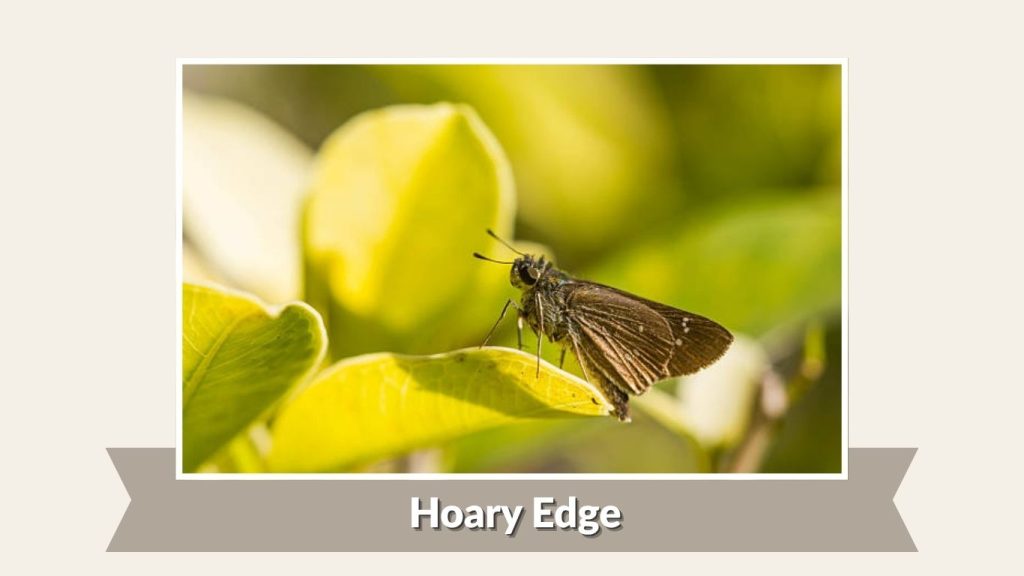 Hoary Edge