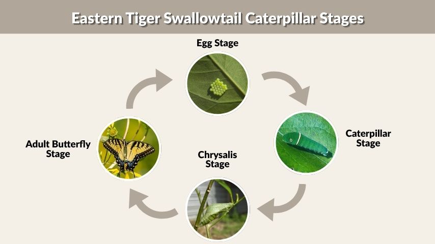 Eastern Tiger Swallowtail Caterpillar Stages